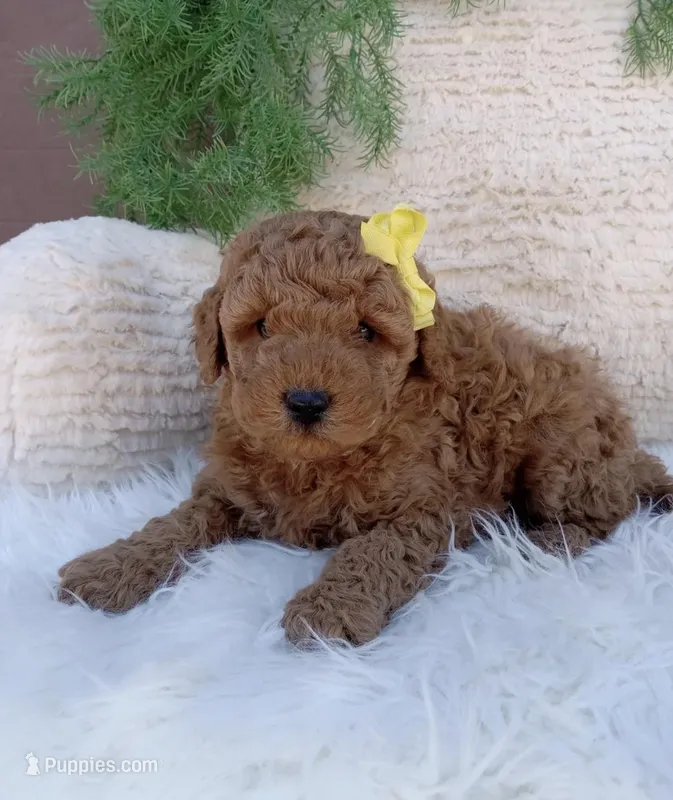 Toby – Miniature Goldendoodle puppy for sale in Los Angeles, CA