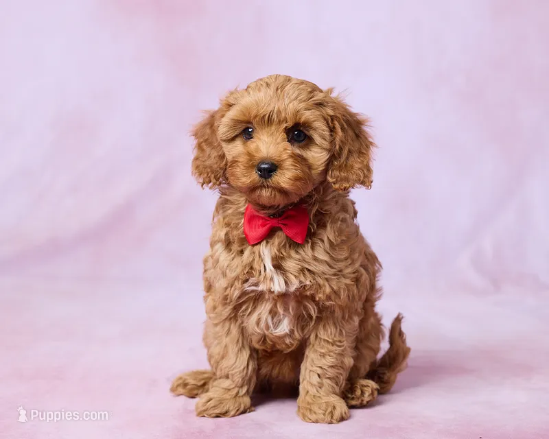 Arlo – Cavapoo, Poodle - Toy  puppy for sale in Los Angeles, CA