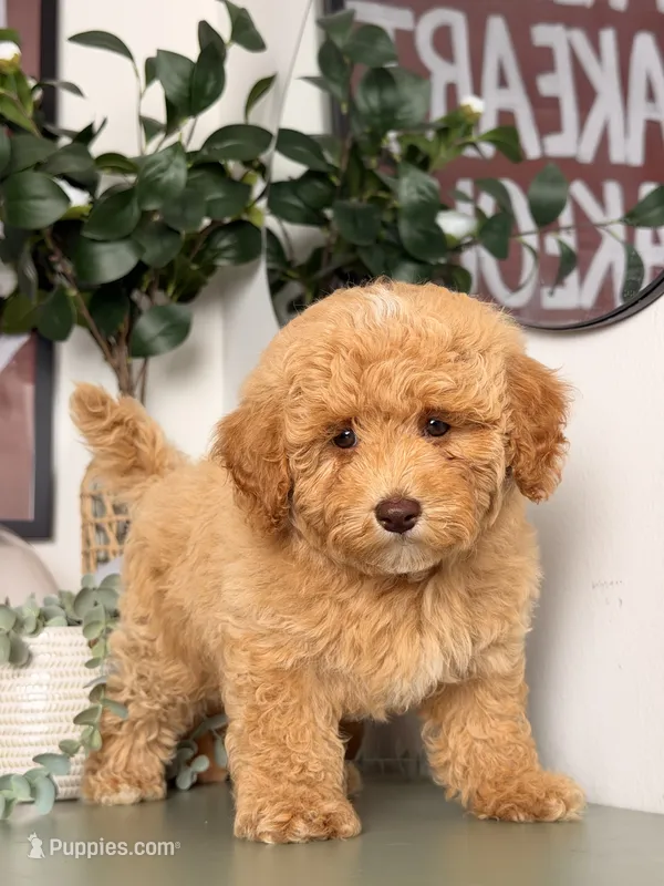 Maple – Cavapoo, Poodle - Toy  puppy for sale in Los Angeles, CA