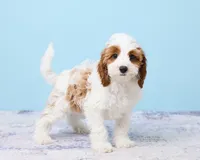 Cookie, a male Cavapoo and Poodle - Toy  for sale in Los Angeles, CA – 3 of 5