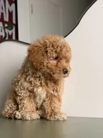 Ollie, a male Poodle - Toy  for sale in Los Angeles, CA – 4 of 5