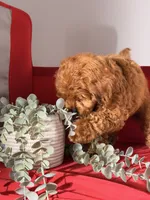 Candy, a female Cavapoo and Poodle - Toy  for sale in Los Angeles, CA – 5 of 5