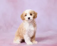 Hazel, a female Cavalier King Charles Spaniel and Poodle - Toy  for sale in Los Angeles, CA – 3 of 4