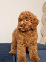 Sunny, a female Cavapoo and Poodle - Toy  for sale in Los Angeles, CA – 2 of 4