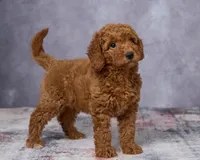 Winnie, a female Poodle - Toy  and Miniature Goldendoodle for sale in Los Angeles, CA – 3 of 5