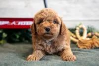 Micro - Muffin, a female Goldendoodle and Poodle - Toy  for sale in Los Angeles, CA – 1 of 3