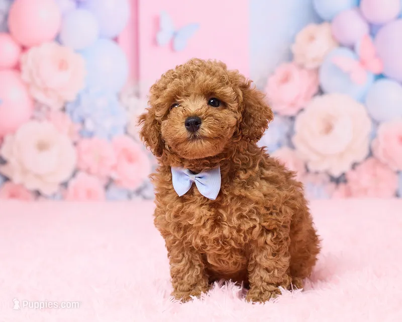 Bingo – Poodle - Toy  puppy for sale in Los Angeles, CA