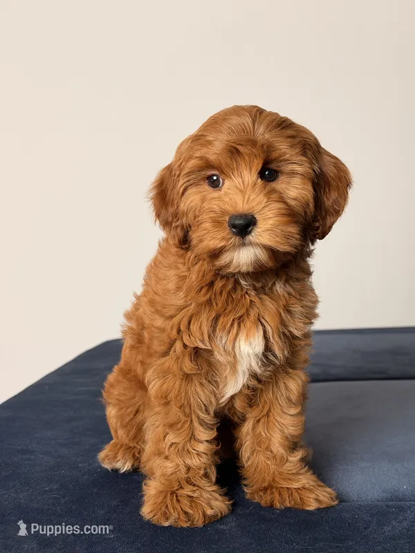 Breeze – Cavapoo, Poodle - Toy  puppy for sale in Los Angeles, CA