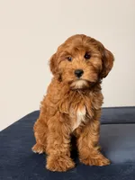 Breeze, a female Cavapoo and Poodle - Toy  for sale in Los Angeles, CA – 1 of 5