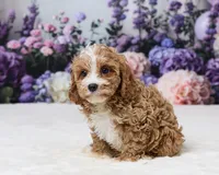 Aidan, a male Cavapoo for sale in Los Angeles, CA – 2 of 5