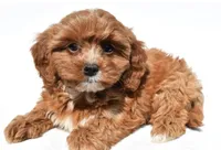 Jessie, a female Cavapoo for sale in Los Angeles, CA – 2 of 2