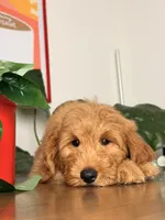 Benji - F1, a male Goldendoodle and Miniature Goldendoodle for sale in Los Angeles, CA – 9 of 9