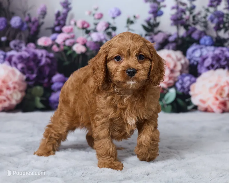 Ollie – Cavapoo puppy for sale in Los Angeles, CA