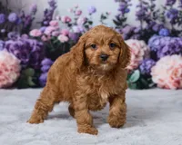 Ollie, a male Cavapoo for sale in Los Angeles, CA – 1 of 4