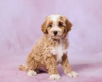 Maple, a male Cavalier King Charles Spaniel and Poodle - Toy  for sale in Los Angeles, CA – 2 of 4