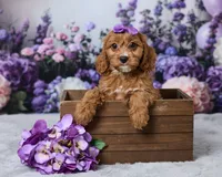 Honey, a male Cavapoo for sale in Los Angeles, CA – 4 of 5