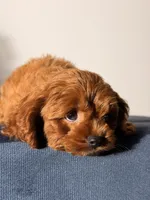 Toy - Coco, a female Cockapoo and Poodle - Toy  for sale in Los Angeles, CA – 4 of 5