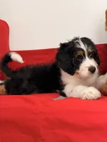 Willow, a female Bernedoodle for sale in Los Angeles, CA – 2 of 6