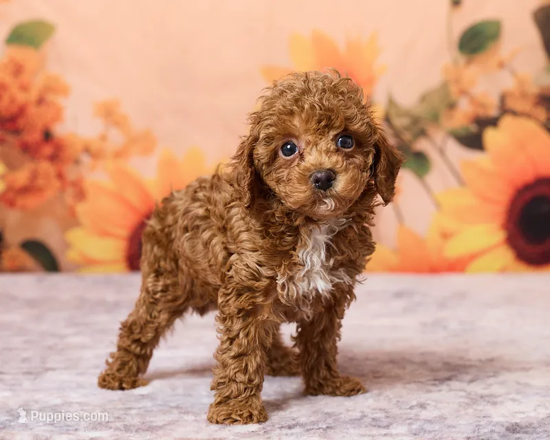 Oatie – Poodle - Toy  puppy for sale in Los Angeles, CA