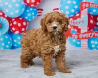 Millie, a female Cavapoo for sale in Los Angeles, CA – 3 of 4