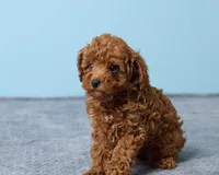 Blue, a male Poodle - Toy  for sale in Los Angeles, CA – 4 of 4