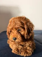 Chewy, a male Cavapoo and Poodle - Toy  for sale in Los Angeles, CA – 3 of 7