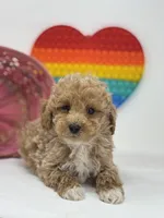 Mini - Daniel, a male Goldendoodle for sale in Los Angeles, CA – Photo 1 of 6