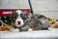 Carter , a male Goldendoodle and Poodle - Toy  for sale in Los Angeles, CA – 3 of 3