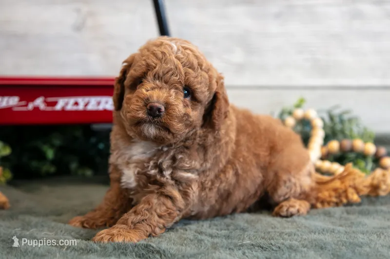 Micro - Teddy – Goldendoodle, Poodle - Toy  puppy for sale in Los Angeles, CA