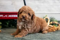 Micro - Teddy, a male Goldendoodle and Poodle - Toy  for sale in Los Angeles, CA – 1 of 3