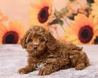 Bean, a male Poodle - Toy  for sale in Los Angeles, CA – 1 of 3