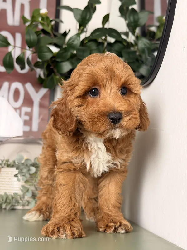 Jude – Cavapoo, Poodle - Toy  puppy for sale in Los Angeles, CA
