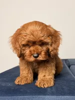 Aurora, a female Cavapoo and Poodle - Toy  for sale in Los Angeles, CA – 3 of 6