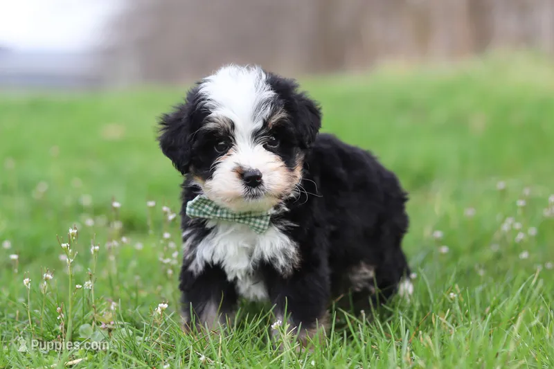 Bailey – Miniature Bernedoodle puppy for sale in Los Angeles, CA