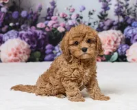 Toy size - Charlotte, a female Cavapoo for sale in Los Angeles, CA – 3 of 3