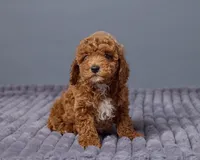 Poppy, a female Cavapoo for sale in Los Angeles, CA – Photo 2 of 3