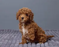 Poppy, a female Cavapoo for sale in Los Angeles, CA – Photo 3 of 3