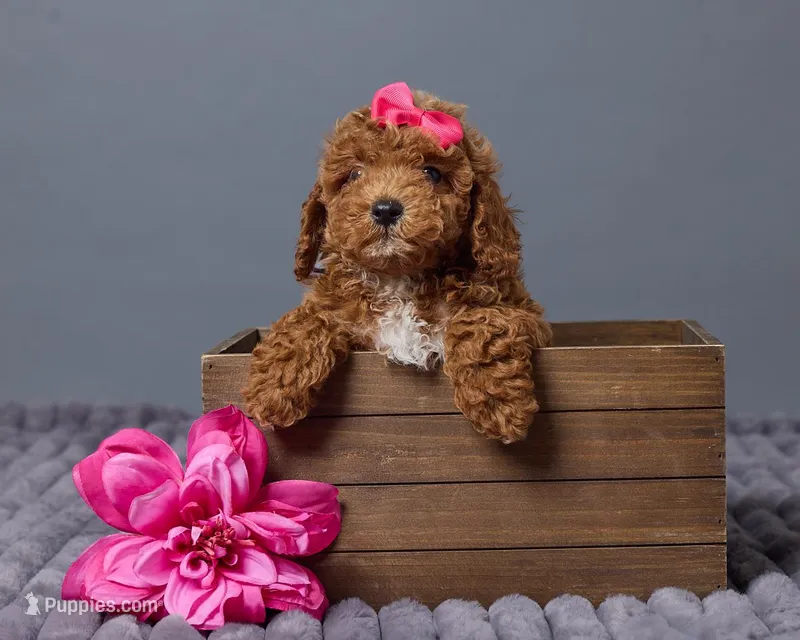Poppy – Cavapoo puppy for sale in Los Angeles, CA