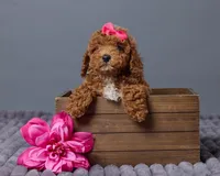 Poppy, a female Cavapoo for sale in Los Angeles, CA – Photo 1 of 3