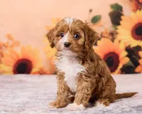 Peanut, a male Cavapoo and Poodle - Toy  for sale in Los Angeles, CA – 3 of 4