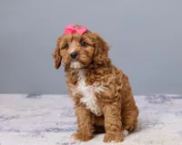 Jade, a female Cavapoo and Poodle - Toy  for sale in Los Angeles, CA – 1 of 4