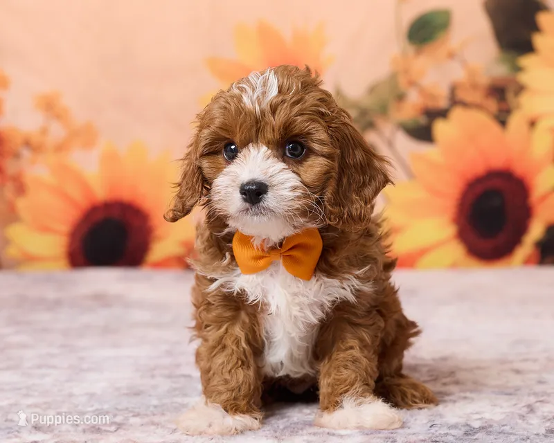 Button, a male Cavapoo and Poodle - Toy  for sale in Los Angeles, CA – 1 of 5