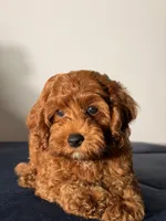 Chewy, a male Cavapoo and Poodle - Toy  for sale in Los Angeles, CA – 6 of 7