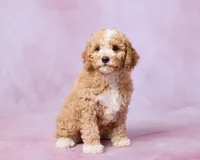 Teddy, a male Cavapoo and Poodle - Toy  for sale in Los Angeles, CA – 3 of 4