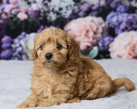 Dolly, a female Cavapoo and Poodle - Toy  for sale in Los Angeles, CA – 3 of 3