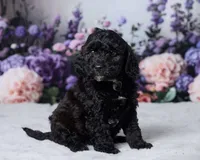 Zorro, a male Cavapoo and Poodle - Toy  for sale in Los Angeles, CA – 4 of 4