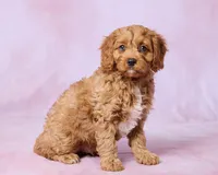 Rudy, a male Cavapoo and Poodle - Toy  for sale in Los Angeles, CA – 5 of 5