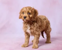 Rudy, a male Cavapoo and Poodle - Toy  for sale in Los Angeles, CA – 2 of 5