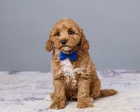Jude, a male Cavapoo and Poodle - Toy  for sale in Los Angeles, CA – 4 of 5
