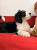 Willow, a female Bernedoodle for sale in Los Angeles, CA – 4 of 6